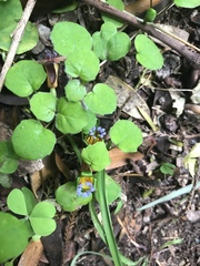 Fuchsia procumbens