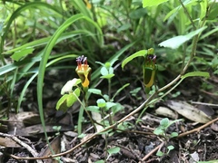 Fuchsia procumbens