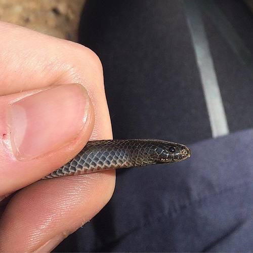 Cryptophis nigrescens