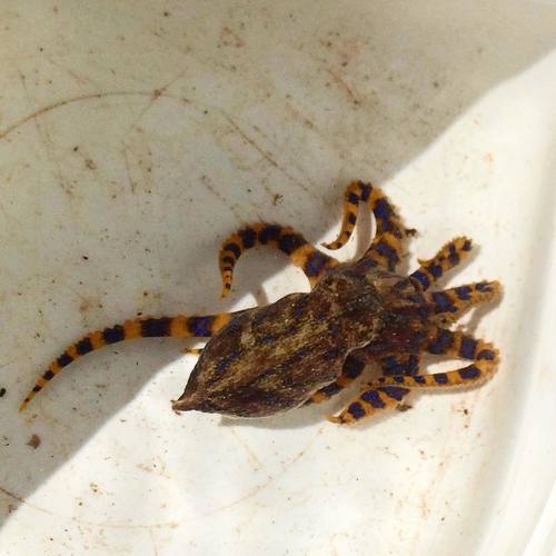 Hapalochlaena fasciata