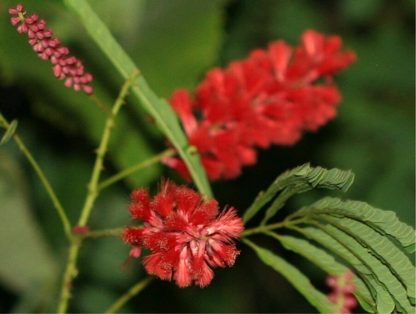 Senegalia pervillei