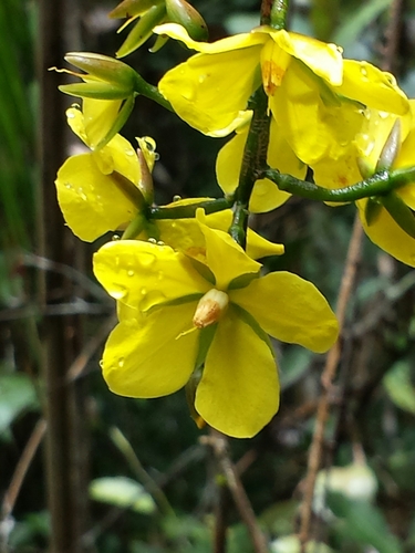 Campylospermum anceps
