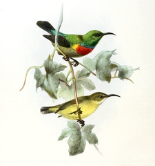 Olive-Bellied Sunbird photo 2