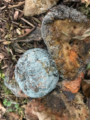 Penicillium digitatum