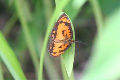 Byblia anvatara anvatara