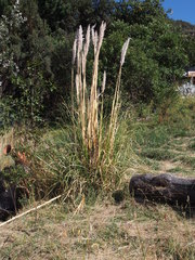 Cortaderia nitida