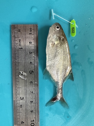 Roundnose Mormyrid