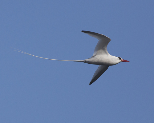 Red-billed Tropicbird