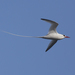 Northern Red-billed Tropicbird - Photo (c) Lip Kee, some rights reserved (CC BY-SA)