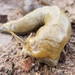 Button's Banana Slug - Photo (c) Sean Patrick Parnell, some rights reserved (CC BY-NC), uploaded by Sean Patrick Parnell