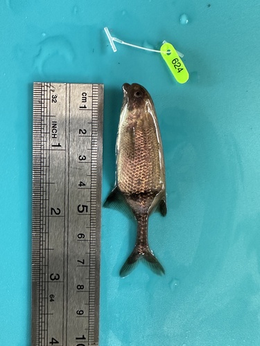 Bream Bulldog