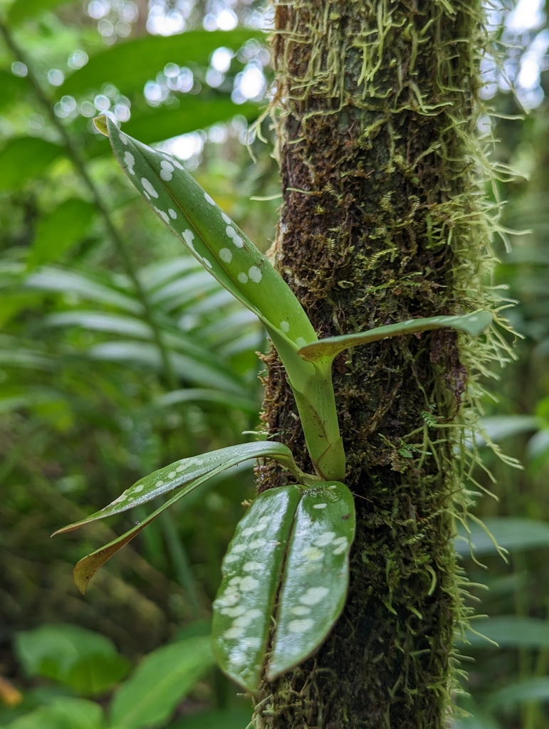 Maxillaria pseudoreichenheimiana