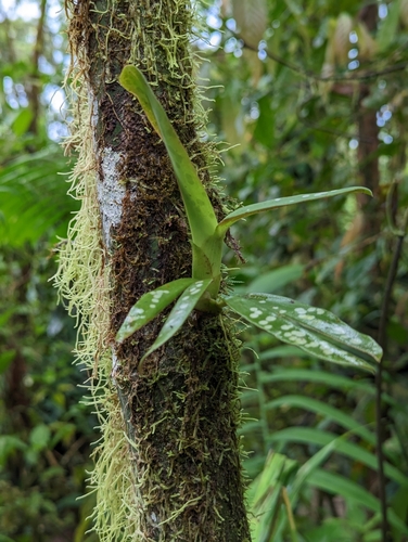 Maxillaria pseudoreichenheimiana, photograph 4