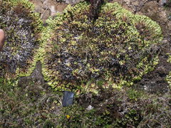 Marchantia plicata