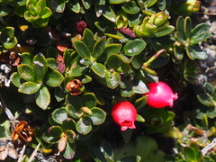 Disterigma empetrifolium