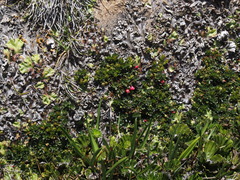 Disterigma empetrifolium