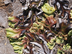 Marchantia plicata
