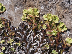 Marchantia plicata