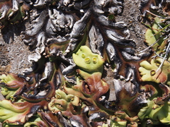 Marchantia plicata