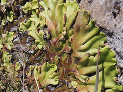 Marchantia plicata