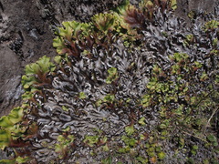 Marchantia plicata