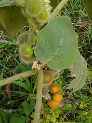 Solanum hirtum
