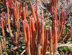 Phlegmariurus hypogaeus