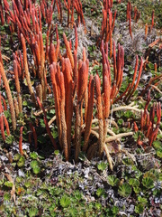 Phlegmariurus hypogaeus