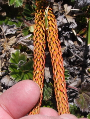 Phlegmariurus hypogaeus