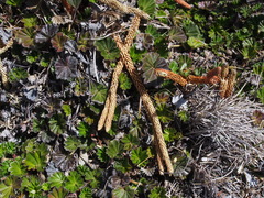 Phlegmariurus hypogaeus