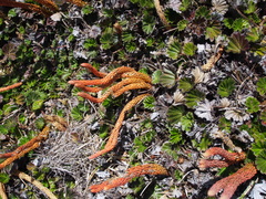 Phlegmariurus hypogaeus