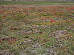 Phlegmariurus hypogaeus