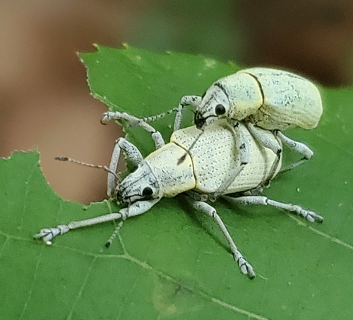 Northern Citrus Root Weevil photo 5