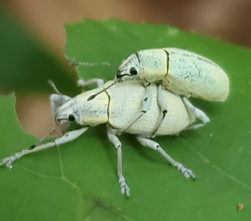 Northern Citrus Root Weevil photo 4