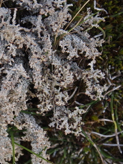Stereocaulaceae