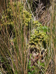 Alchemilla hispidula