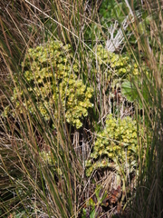 Alchemilla hispidula