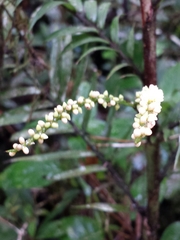 Dypsis concinna