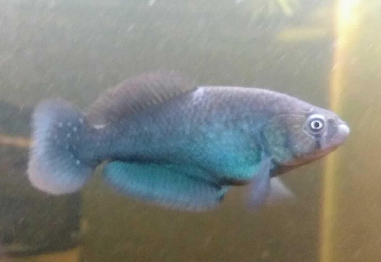 Cypholebias robustus