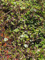 Alchemilla orbiculata
