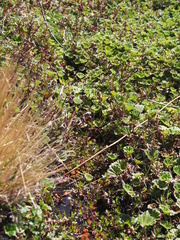 Alchemilla orbiculata