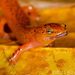 Black-chinned Red Salamander - Photo (c) John Clare, some rights reserved (CC BY-NC-ND)