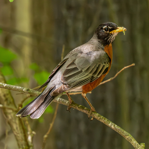 American Robin