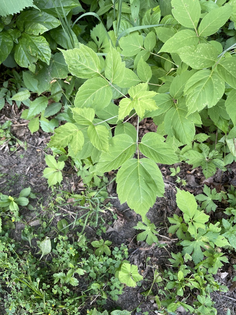 box elder from Shabbona, IL, US on June 14, 2023 at 0515 PM by GBlue