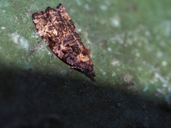 Gatesclarkeana idia