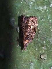 Gatesclarkeana idia