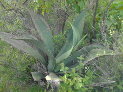 Agave marmorata