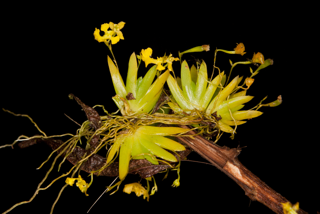 Erycina pumilio