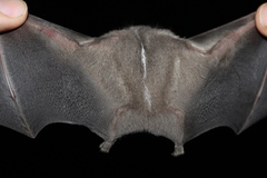 Mexican Big-Eyed Bat photo 5