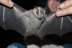 Mexican Big-Eyed Bat photo 4